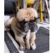 Interpet NAN103PEU Nylabone Kauspielzeug f r extreme Kauer - Geweih mit Wildgeschmack M | Internationaler Versand - Buy Online on GoSupps.com