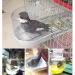 Kathson Bird Bathtub for Cage - Parrot Hanging Bath Tube Shower Box Bowl Accessory for Pet Birds - Ideal for Lovebirds, Canary, Budgies - Clear (Random Color) - Buy Online on GoSupps.com