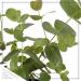 6-Pack Eucalyptus Herb: Natural Air Purifier, Aromatic & Healthy - 8 Tall x 3 Wide - Buy Online on GoSupps.com