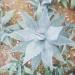 agave agave