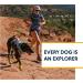 Luffwear Swamp Cool Dog Harness & Handle - Adjustable Light Running Gear for Pets Keeps Cool Graphite Gray (X-Small 43-56cm) - Buy Online on GoSupps.com
