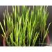 Hundredfold Organic Oat Avena Sativa Seeds 1 oz ( 600 PC) - Non-GMO Oatgrass Catgrass Cat Grass for Cats Kittens & Pets - Buy Online on GoSupps.com