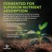 PlantFusion Fruitful Super Greens Powder - Organic Fermented Juice Blend with Probiotics Prebiotic Fiber & Digestive Enzymes Non-GMO Vegan Gluten-Free - 30 Servings - Buy Online on GoSupps.com