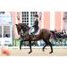Arthro Fit Liquid for Horses | Hyaluronic Acid MSM & Glucosamine for Arthrosis Relief - Buy Online on GoSupps.com