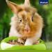 Vita Power Menu Vital for Dwarf Rabbits - 3kg Feed with Lucerne Apple Pumpkin & Herbs - No Sugar or Grain - International Shipping Available - Buy Online on GoSupps.com