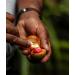 Premium Grade Fairtrade Organic Nutmeg Whole 3.5 oz - Freshly Harvested Aromatic Spice - Buy Online on GoSupps.com