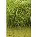 Calamus Rhizome Tea | Acorus Calamus | Acore Odorant Rhizome Health Embassy (50g) - Buy Online on GoSupps.com