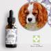 Bach Flowers Fearful Animals - This mixture of Bach flowers will allow your pet to manage their fears and anxieties with more cold blood. 30 ml Pack of 2 - Buy Online on GoSupps.com