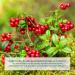120 Cranberry Tablets with Vitamin C - 4-Month Supply 50-Fold Extract - Daily Health Boost - Buy Online on GoSupps.com
