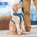 DOG Copenhagen Comfort Walk Pro Dog Harness - Ocean Blue XL | International Shipping Available - Buy Online on GoSupps.com