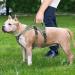Heele Reflective Dog Dishes & Harness | Breakout Buckle Robust Handle Panic Crockery - Perfect Fit in Green - Buy Online on GoSupps.com