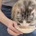 INABA Grain-Free Chicken Broth for Cats with Vitamin E - 1.76oz Pouches (Pack of 6) - Buy Online on GoSupps.com