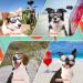 PETLESO Dog Goggles - Large Dog Eye Protection Sunglasses for Medium Large Dogs - Buy Online on GoSupps.com