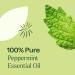 Buy Plant Therapy Peppermint Essential Oil 10 mL - 100% Pure Undiluted Aromatherapy for Diffuser Skin & Hair | Natural Digestive & Respiratory Support - Buy Online on GoSupps.com