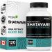 Renew Actives Shatavari Capsules Natural Adaptogen for Energy Vitality & Endurance Promotes Wellness & Resilience with Ayurvedic Herbs Organic Vegan Made in Canada 120 Capsules