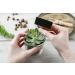Shop Succulents Radiant Rosette Collection - 32 Pack Mini Succulent Plants - Buy Online on GoSupps.com