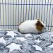 XMPEKO 3 Pack Small Animal Plush Bed - 40 * 30 * 3cm Warm Soft Fleece Guinea Pig Bedding Mat for Cage Accessories for Rabbit Bunny Chinchilla Squirrel Hedgehog Hamster 40*30*3cm - Buy Online on GoSupps.com