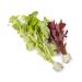 Lincspplants Mixed Amount of Tropical Aquatic Plants No Lead (10 Weighted Live Aquarium Plants (2 Bunches)) 10 Weighted Live Aquarium Plants ( 2 Bunches )