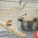 Sumind Wooden Pet Ladder Bridge - 2 Piece Soft Animal Toy for Hamster, Mouse & Small Pets - Buy Online on GoSupps.com