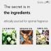 Jazz Roll-On Perfume with Jasmine Essential Oil Alcohol-Free All-Natural Organic Long-Lasting Fragrance - Travel-Size Perfume for Women - TSA Approved 0.33 oz / 10 ml - Buy Online on GoSupps.com