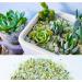 3lb Jade Bean Sand Stone Natural Top Dressing for Succulents & Cactus Bonsai Projects - Decorative Gravel for Terrarium & Fairy Garden - 5mm-8mm Light Green - Buy Online on GoSupps.com