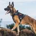 Oneigris Tactical Dog Harness Vest | Fire Watcher Training - 1000D Nylon (Small Black) - Service Dog Approved - Buy Online on GoSupps.com