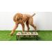 Brave Bark Wood & Metal Feeder - Premium Mango Wood Stand | 2 Stainless Steel Bowls | For Dogs, Cats & Pets | Ideal for Home or Office | Large - Buy Online on GoSupps.com