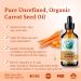 Bella Terra Oils - Organic Carrot Seed Oil 2 oz - Cold-Pressed Elixir Abundant in Vitamin A & E Beta-Carotene Richness Ideal for Nourished Skin Radiance 2 Fl Oz (Pack of 1) - Buy Online on GoSupps.com