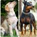 Metal Choke Chain for Dog Anti Bark Collars for Dogs Durable Thick Prong Collars for Pet Outdoor Training Stainless Steel Prong Collar for Large Medium Small Dogs (2mm*45cm) - Buy Online on GoSupps.com