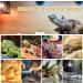 MIXJOY Reptile Heat Lamp 2 Pack 100W Reptile Heat Lamp Bulbs UVA Daylight Basking Spot Light for Reptiles and Amphibians - Lizard Tortoise Bearded Dragon - Buy Online on GoSupps.com