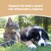 Pets Purest All Itch and Immunity Support Supplement Drops 50ml - Natural Skin Aid for Dogs & Cats - Paw Licking, Itchy Ears, Irritation, Watery Eyes - Buy Online on GoSupps.com