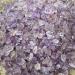 Natural Crystal Rough 50/100g Natural Amethyst Irregular Stone Purple Gravel Specimen Raw Quartz Crystal Jewelry Accessory Home Decor (Color : 100g) - Buy Online on GoSupps.com