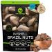Raw Brazil Nuts In Shell - Whole Superior to Organic (32oz - 2 LB) Bulk Nuts Packed Fresh in Resealable Bag - Healthy Protein Food Snack All Natural Keto Friendly Vegan Kosher