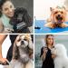 Double-Sided Dog & Cat Comb - Stainless Steel Pet Care Brush for Short & Long Hair - Flea & Undercoat Removal (Blue) - Buy Online on GoSupps.com