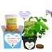 Get Well Gift Plant - TickleMe Plant Gift Box Set - Grow the Plant that closes its leaves when you Tickle It or blow it a Kiss. It also grows Pink Cotton Candy Like Flowers. Sure to make them Smile.