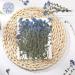 100 Pcs Natural Forget Me Not Pressed Dried Flowers - Real Blue Dried Flowers for Resin, Jewelry, Candle Making - DIY Home Decor & Crafts - Buy Online on GoSupps.com