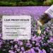 Buy GREENSLEEVES Verbena Essential Oil - 100% Pure Aromatherapy 10ml for Diffuser Massage & Humidifier | International Shipping Available - Buy Online on GoSupps.com