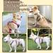 Multi-Purpose Dog Harness & Leash Set | Outbreak-Proof Anti-Train Harness for Small & Medium Dogs - Beige - Buy Online on GoSupps.com