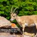 Himalayan Nature 100% Natural Rock Deer Salt Block 2-5 lbs - Animal Licking Mineral Salt Block - Buy Online on GoSupps.com