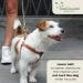 Dogissimi Leather Dog Harness | Adjustable Ergonomic Dog Harness for Small & Medium Dogs | Handmade in Italy | Military Style (M) 41-51 cm - Buy Online on GoSupps.com