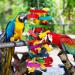 MEWTOGO Extra Large Bird Parrot Toys for African Grey, Macaws, and Amazon Parrots - Buy Online on GoSupps.com