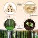 Pasuihcay 50x Finger Food - Bowls Boat" Biodegradable Wood 11 cm x 6.5 cm - Buy Online on GoSupps.com