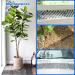 2 PCS Cat Scat Mat 78inch Cat Repellent Outdoor Cat Deterrent Devices Spikes Mat Include 8 Garden Staples for Garden Fence Anti-Cats Network Bird Squirrel Raccoon Spikes - Buy Online on GoSupps.com
