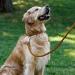 Collardirect Handmade Soft Padded Round Leather Dog Collar | Adjustable & Stylish for Small to Large Dogs - Multiple Colors Available - Buy Online on GoSupps.com