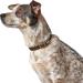 HUNTER Aalborg Leather Dog Collar - Simple Robust & Comfortable - Olive Green 47 (SM) | International Shipping - Buy Online on GoSupps.com