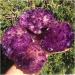 1pc Natural Purple Crystal Flower Like Crystal Cluster Quartz Crystal raw Stone gem Crystal Cluster (Color : 530g-600g Size : 1pcs) 1pcs 530g--600g - Buy Online on GoSupps.com