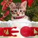 Azuza 4 Pack Plaid Pattern Cat Collar Breakaway with Bell - Adjustable Kitten Collars - Merry Christmas - Buy Online on GoSupps.com