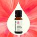 Plant Therapy Geranium Bourbon Essential Oil 10 mL (1/3 oz) 100% Pure Undiluted Natural Aromatherapy Soothing Skincare and Emotional Balance Geranium Bourbon 0.34 Fl Oz (Pack of 1) - Buy Online on GoSupps.com