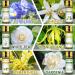 Migcaput 12x5ml Essential Oils Set - 100% Natural Aroma Diffuser Oils for Jasmine Lavender Geranium | Ideal for Diffusers Humidifiers & Massage - Buy Online on GoSupps.com