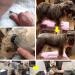 Dog Stripping Knife for Grooming - Professional Right-Handed Tool with Wooden Handle for Border Terrier - Buy Online on GoSupps.com